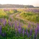 pathway-preview-img
